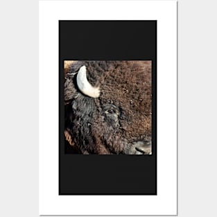 American Bison - Up Close and Personal Posters and Art